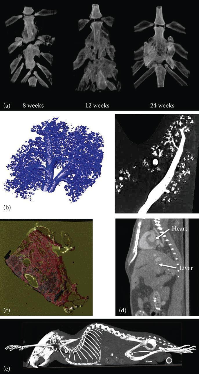 Εφαρμογές αξονικής τομογραφίας (προκλινικές) Διαδικασία επούλωσης στέρνου κουνελιού έπειτα από ράγισμα 3D ανακατασκευή αεραγωγών στους πνεύμονες ποντικού Δείγμα καρκινικού ιστού