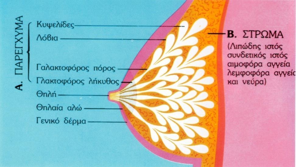 Ανατομία Μαστού Το μέγεθος του μαστού εξαρτάται από το λιπώδη ιστό και δεν έχει καμιά