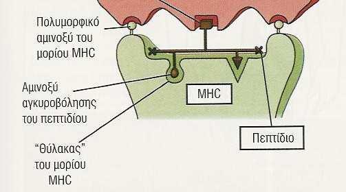 ένα µόριο MHC) ΜΑΖΙ µε το ΜΗC µόριο