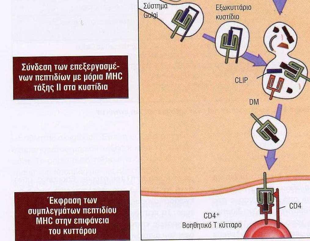 Αρχίζει έτσι να κινείται εντός του κυττάρου και τότε µια άλλη πρωτεϊνη, η DM αποσπά το CLIP και έτσι η αύλακα µπορεί να δεχθεί ένα πεπτίδιο.