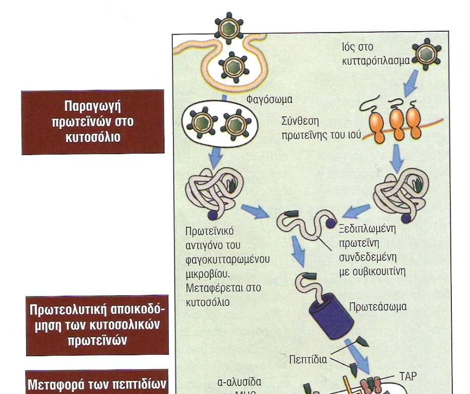 Η οδός του MHC τάξης Ι για την επεξεργασία κυτοσολικών αντιγόνων Μέσα στο κυτταρόπλασµα µπορεί να βρεθούν Πρωτεϊνες ιών,