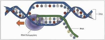 Μεταγραφή ονομάζεται το πρώτο στάδιο της γονιδιακής έκφρασης και περιγράφει τη διαδικασία κατά την οποία δημιουργείται ένα μόριο RNA, με χρήση μιας αλυσίδας του DNA ως πρoτύπου, της οποίας είναι