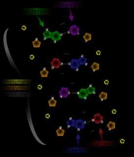 To DNA είναι ο φορέας των γενετικών πληροφοριών του κυττάρου, όχι μόνον με την έννοια της μεταβίβασης χαρακτηριστικών, αναλοίωτων από γενεά σε γενεά, αλλά και της