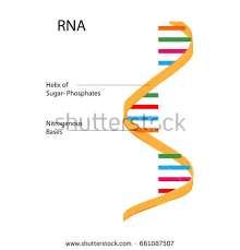 To RNA ΣΕ ΣΥΓΚΡΙΣΗ ΜΕ ΤΟ DNA Aπο χημικής άποψης το RNA είναι όμοιο με το DNA. Το μακρομόριο του RNA αποτελείται από επαναλαμβανόμενες δομικές μονάδες τα νουκλεοτίδια.