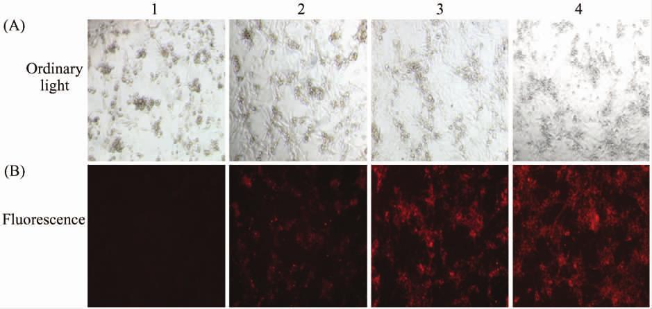 676 27 Fig 1 Transfection efficiency of si-cy3 into cardiomyocytes 100 Primary cultured rat cardiomyocytes were transfected with various concentrations of Si-Cy3 using cationic liposome