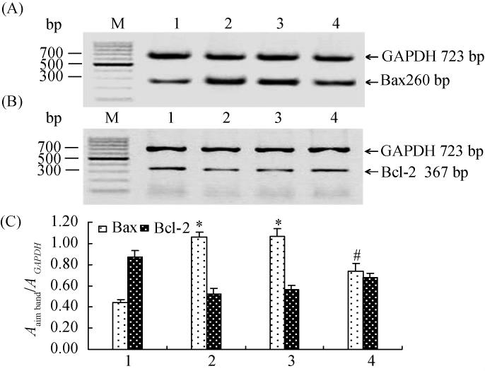 7 PUMA sirna / 677 Fig 5 The effect of extrogenous interference of PUMA on caspase-3 activity Primary cultured rat cardiomyocytes were transiently transfected with the control scramble sirna si-scr