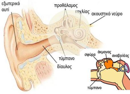 2.4 Η ΑΝΘΡΩΠΙΝΗ ΑΝΤΙΛΗΨΗ ΤΟΥ ΗΧΟΥ 2.4.1 Ο ΜΗΧΑΝΙΣΜΟΣ ΤΗΣ ΑΚΟΗΣ Κατά τη διαδικασία της ακοής, τα ηχητικά κύματα περνούν από το εξωτερικό αυτί στο ακουστικό κανάλι.