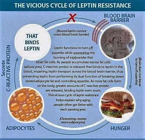 Παχυσαρκία και ο φαύλος κύκλος της αντίστασης στη λεπτίνη Στην παχυσαρκία υπάρχει «αντίσταση» στην λεπτίνη, κατάσταση που προσομοιάζει στην ανάλογη αντίσταση στην ινσουλίνη.