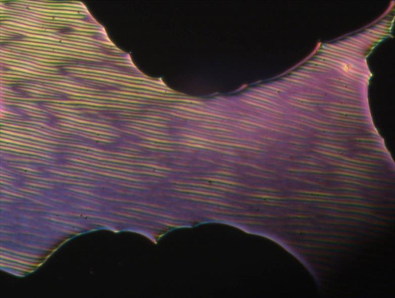 a) homeotropic N b) homeotropic SmA SmA N Cr d) c) Cub SmA Cub Colhex e)