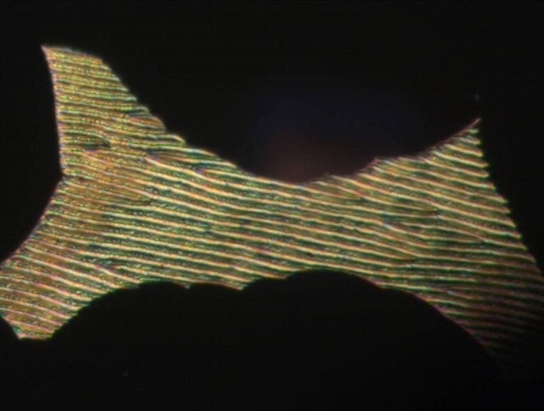 n as observed between crossed polarizers between non-treated microscopy