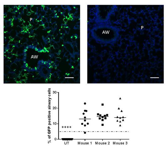 Preparation for a first-in-man lentivirus trial in patients with cystic fibrosis Alton EWFW, et al.