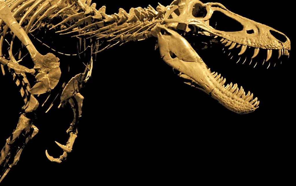 5 Η Εποχή των Γιγάντων Οι δεινόσαυροι εξελίχθηκαν στην διάρκεια του Μεσοζωικού αιώνα και ειδικότερα από τα τέλη της Τριασικής (περίπου 225Ma) μέχρι τα τέλη της Κρητιδικής περιόδου (περίπου 66 Ma),