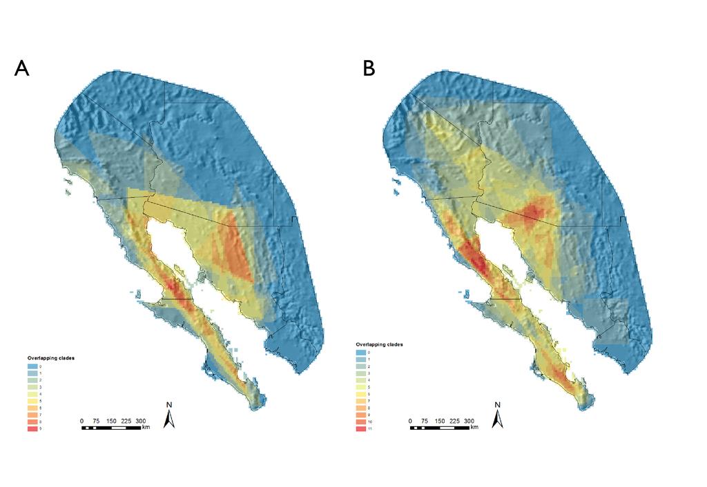 Figure S3. Map showing spatial overlap of Evolutionary Significant Units (ESUs) from haploid genetic markers in volant animals (A: N = 16 taxa) and non-volant animals (B: N = 54 taxa) Table S1.