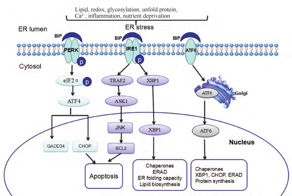 880 32 ERS 8 ERS Ca 2 + 1 ERS B 7 ERS 10 11 ERS 9 ERS Fig. 1 Endoplasmic reticulum stress signaling The figure represents three branches of ERS.