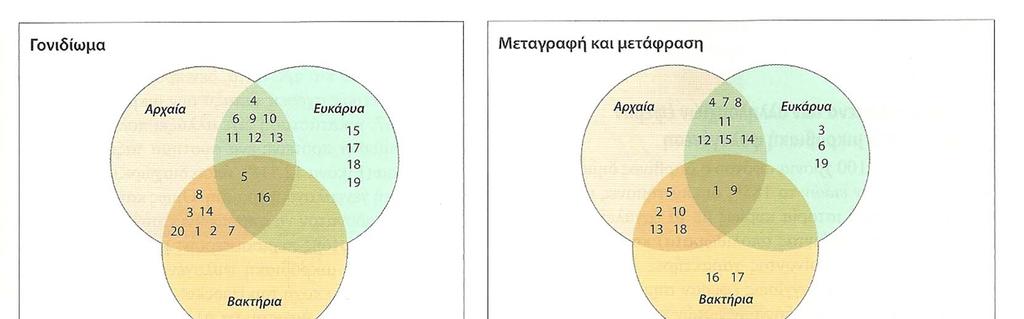 3. Τα μιτοχόνδρια και οι χλωροπλάστες περιέχουν μικρές