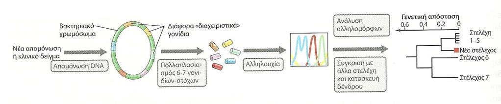 Ταξινομικές μέθοδοι Προσδιορισμός αλληλουχίας πολυγενετικού