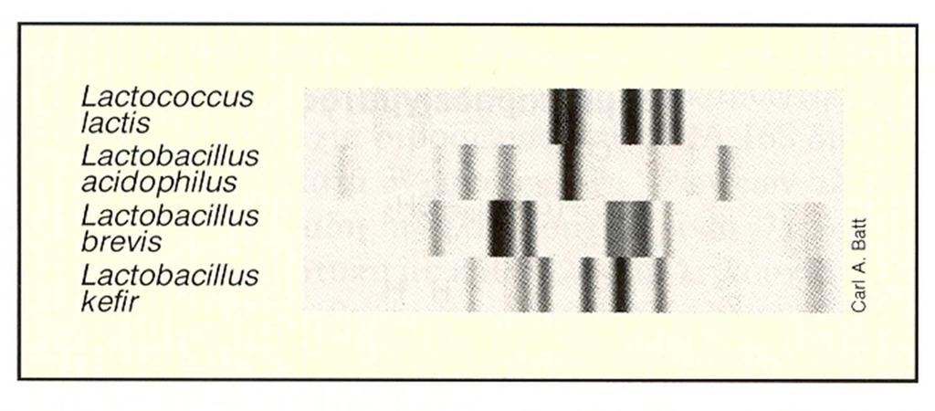 Στη συνέχεια, η εικόνα που σχηματίζουν τα θραύσματα DNA στα πηκτώματα συγκρίνεται με αντίστοιχους τύπους πέψης από οργανισμούς αναφοράς σε μια βάση δεδομένων.