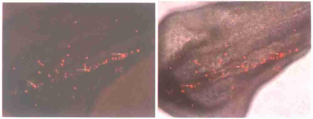 70 8 49 2 PKH26 PGCs 48 h Table 2 The distribution of PKH26 labeled chicken primordial germ cells in the quail embryos after 482hour incubation Group 48 h PKH26 Viability of the Positive rate of