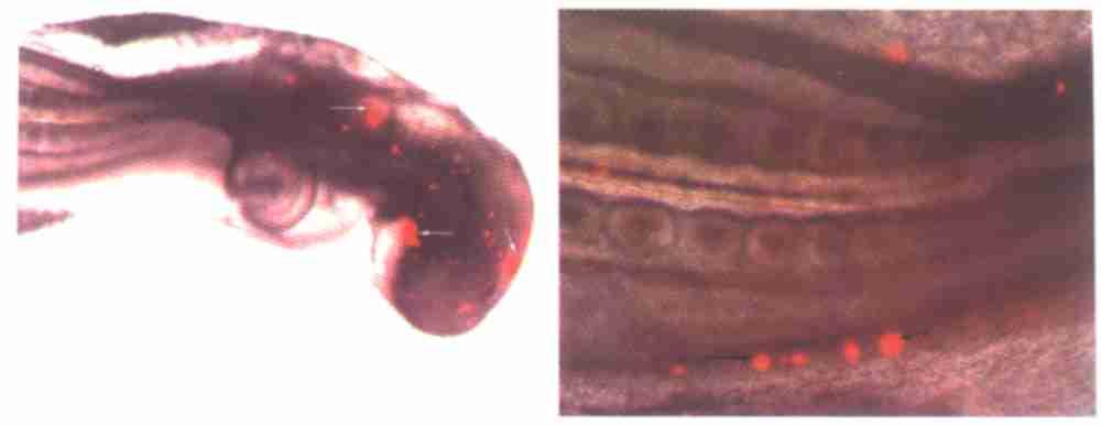 6 : 871 2 PKH26 48 h ( ) Fig12 Distribution of chicken red blood cells labeled with PKH26 in the quail embryos after 48 h incubation ( Control) ( ) ( ) [ Red fluorescence can be observed in the quail