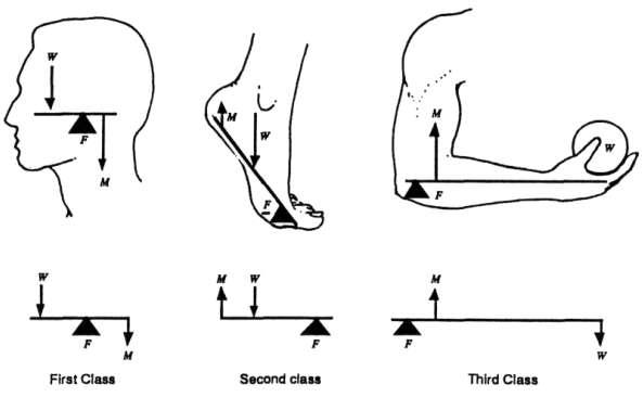 Tri primjera sistema poluge, W je primijenjena težina, je sila