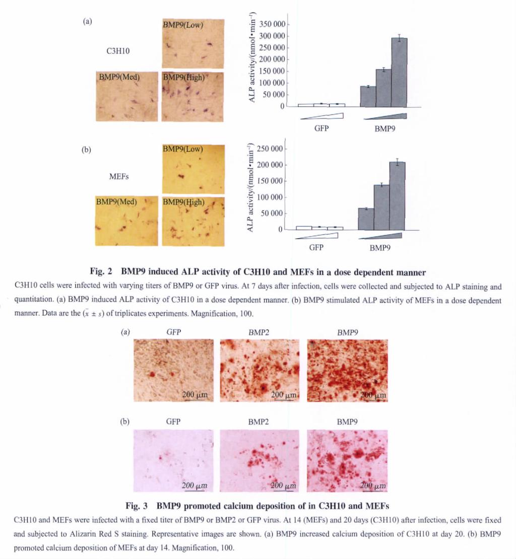 1294 Prog Biochem Biophys 29; 36 (1) 24 BMP9 C3H1 ( OPN OC) ALP OPN OC BMP9 ALP 5 BMP9 C3H1 14 ( 4c 4d) 3