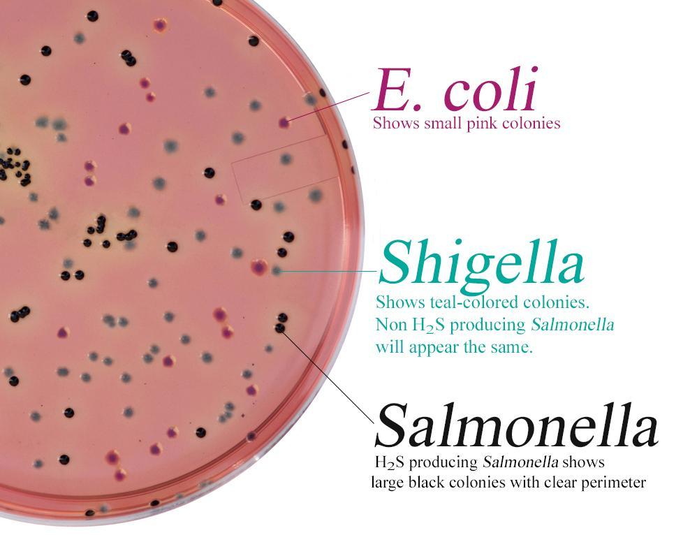 Salmonella σε