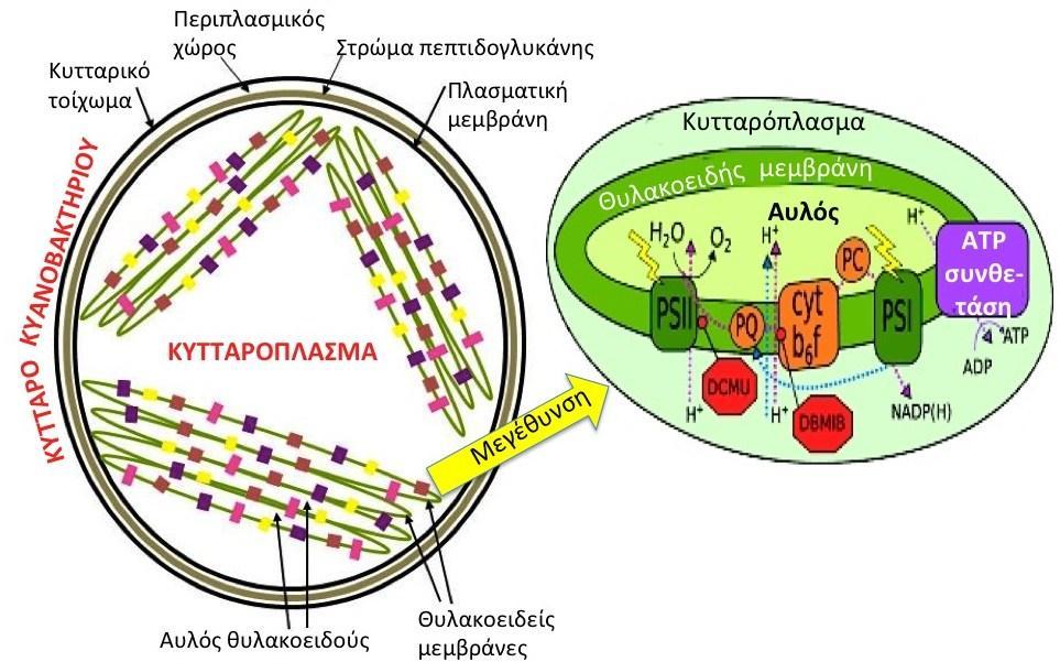 Φυκολογία - Τα θυλακοειδή στα κυανοβακτήρια Στα κυανοβακτήρια οι θυλακοειδείς φωτοσυνθετικές μεμβράνες δεν περικλείονται στο εσωτερικό κάποιου χλωροπλάστη (μόνο τα