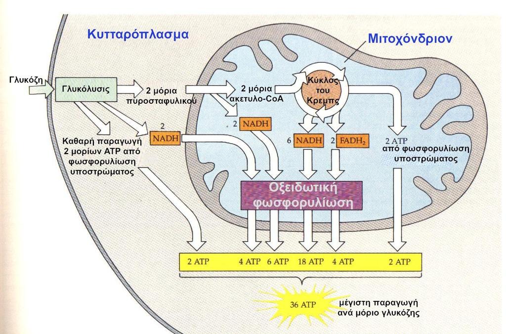 Φυκολογία - Στα μιτοχόνδρια παράγεται ενέργεια (ΑΤΡ) Αξίζει να θυμόμαστε: Η ενέργεια που χρειάζεται το κύτταρο παράγεται υπό μορφή ΑΤΡ μέσω βιοχημικών οδών που αποτελούνται από δύο στάδια.