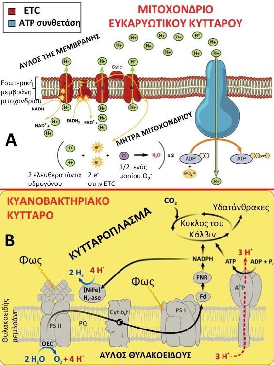Φυκολογία - Πως το κύτταρο παράγει την ενέργειά του; Και στη φωτοσύνθεση που γίνεται στις θυλακοειδείς μεμβράνες και στην κυτταρική αναπνοή που γίνεται στις μιτοχονδριακές μεμβράνες η διαδικασία της