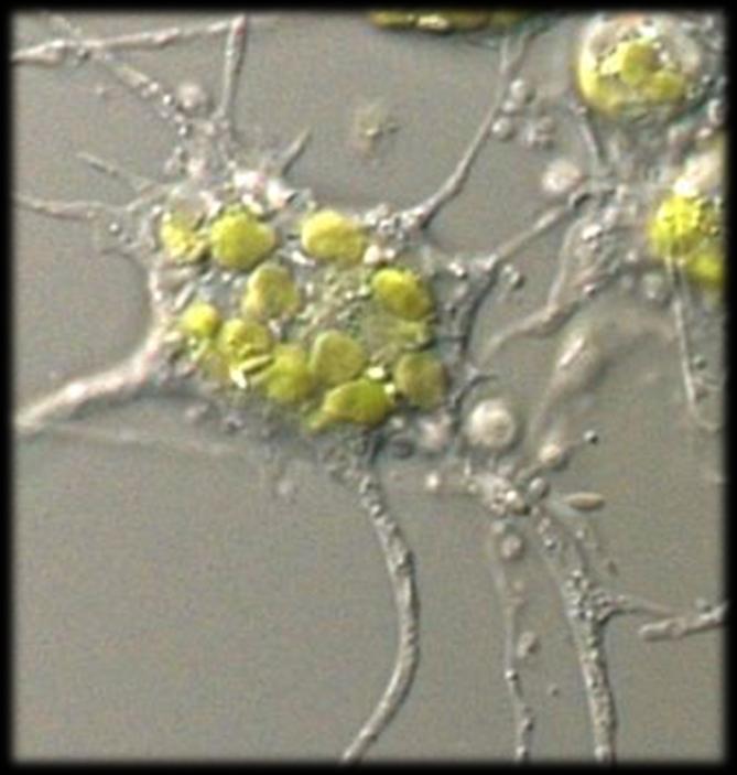 μονοκύτταρων ειδών που προέκυψε από δευτερογενή ενδοσυμβίωση ενός χλωροφύκους σε ένα ετερότροφο πρώτιστο.