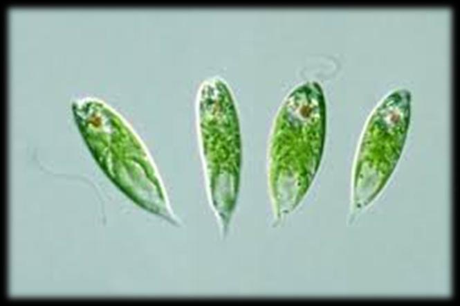 Φυκολογία - Ευγληνόφυτα Euglena gracilis Πυρήνας Πυρηνίσκος Μιτοχόνδριο Μαστίγιο Χλωροπλάστες Στίγμα Παράμυλο Χλωροπλάστης Πυρηνοειδές Στίγμα Φωτοδέκτης