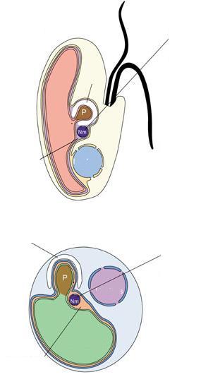 Φυκολογία - Κρυπτόφυτα (κρυπτομονάδες) Κρυπτομονάδα ως «εικόνα» δευτερογενούς ενδοσυμβίωσης Κρυπτομονάδα Κυτταρόπλασμα αρχικού κυττάρου Αμυλο Πυρηνόμορφο (ενδοσυμβιώτη) Πυρήνας της