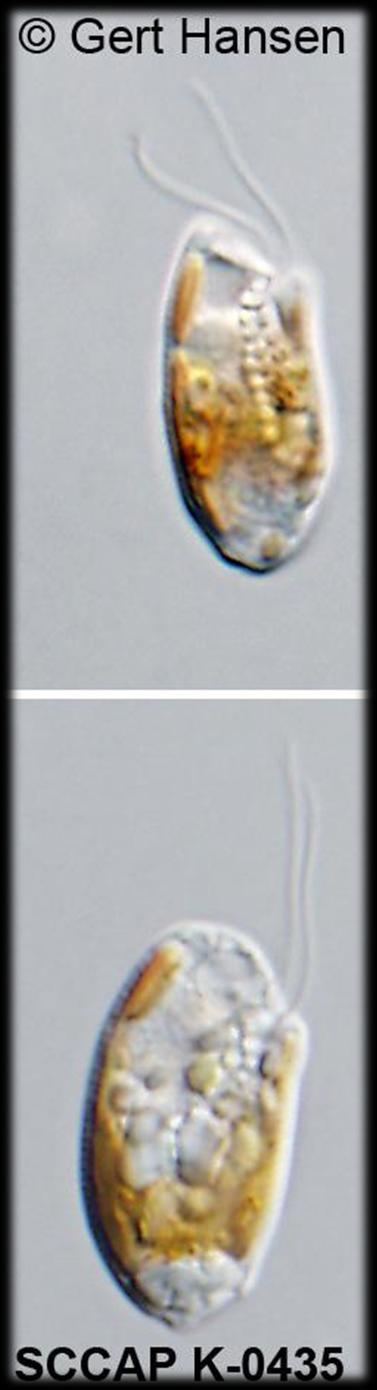 Άμυλο στο χλωρπλάστη Αμυλο στο κυτταρόπλασμα Σύνδεση χλωροπλάστη-πυρήνα: ΝΑΙ ΟΧΙ Rhodomonas salina Χλωροπλάστης Περιπλαστιδιακός χώρος Πυρηνόμορφο Χλωροπλάστης Κυτταρόπλασμα κυττάρου
