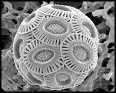Πρωτόπλασμα Συσκευή Golgi Χλωροπλάστης Pavlova