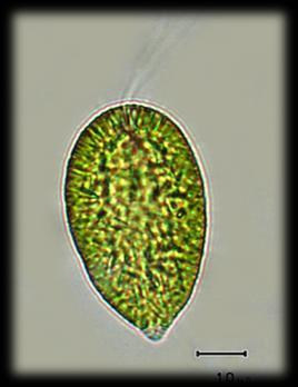 Chrysophyceae Dinobryon Dictyochophyceae