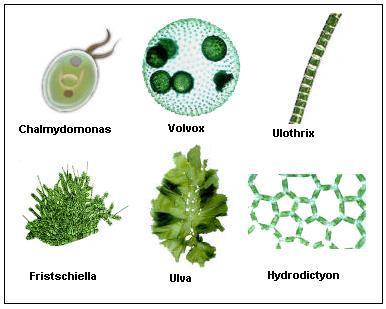 Φυκολογία - Χλωρόφυτα Chlamydomonas Spirogyra Ulva lactuca