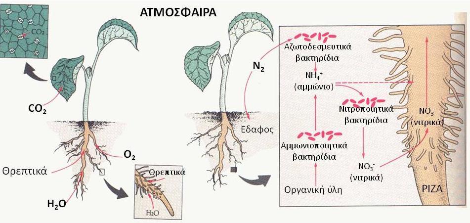 Φυκολογία - Τι κάνουν τα φυτά που δεν κάνουν τα φύκη Α Β Στα φυτά (Α) η φωτοσύνθεση γίνεται στα φύλλα μόνο.
