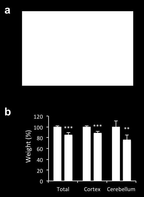 (b) Quantification of weight of whole brain, cortex, and cerebellum. N=5-9 mice per genotype. Student t-test.