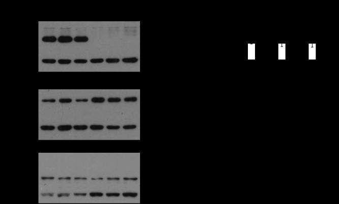 Supplementary Figure 7.