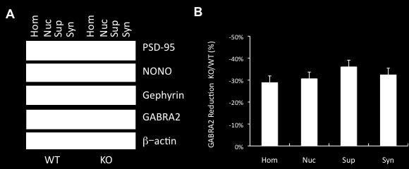 Supplementary Figure 9. Reduction of synaptic GABRA2 in Nono gt mice. (a) Western blot showing fractionation of mouse forebrain into different neuronal compartments by density gradient centrifugation.