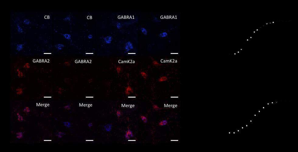Supplementary Figure 10. Specific reduction of Gabra2 transcript levels in cultured Nono gt neurons.