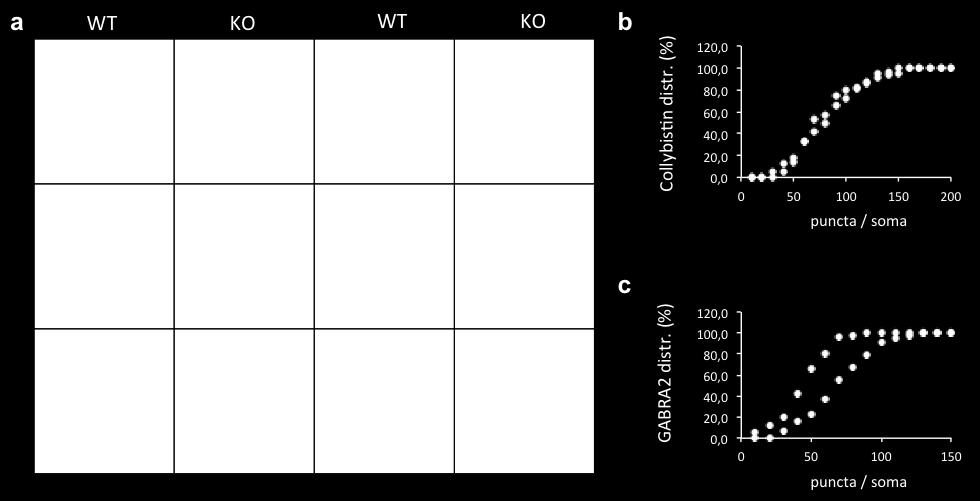 (red) in WT or Nono gt neurons. Two transcripts were tested in different colors in a single plate of cells, and depicted in a single column.