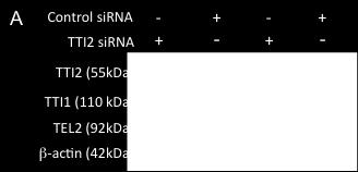 control RNAi oligonucleotides using Lipofectamine RNAi MAX (Invitrogen) according to the manufacturer