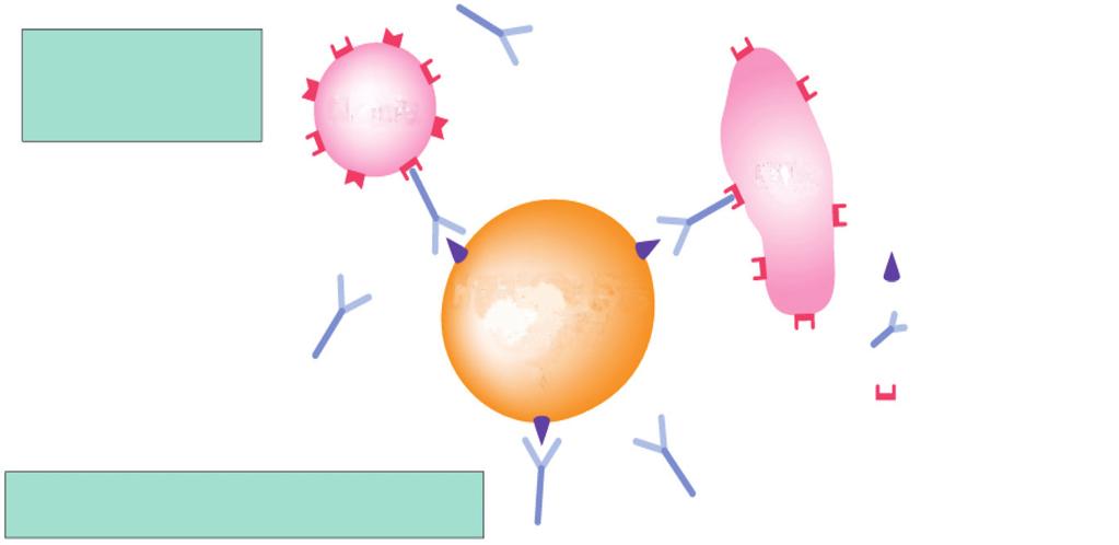 9 4 Herceptin NK Fc ADCC; Antibody-dependent cell-mediated cytotoxicity HER2 ADCC HER2 Herceptin Herceptin GOG 160 10 837 11.4 95 HER2 41 CR1 2.4 PR2 4.9 Herceptin 7.3 HER2 GOG160 HER2 4.