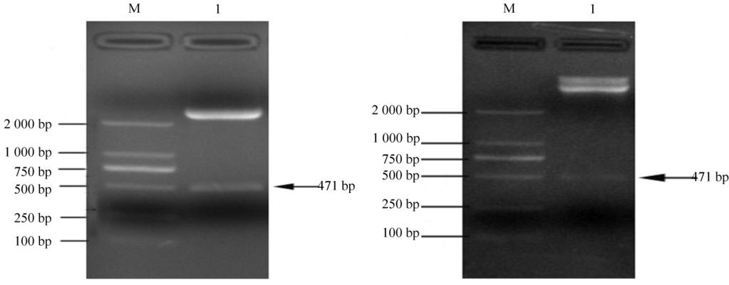996 33 M DNA Marker DL 2 000 1 puc57 simple vector F - Ara h 2 M DNA Marker DL 2 000 1 Recombinant plasmid puc57 simple vector - F - Ara h 2 digested by restriction enzymes.