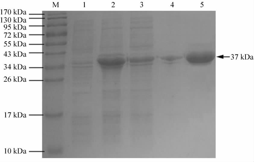 2 puc57 simple vector - F - Ara h 2 digested by restriction enzymes EcoRⅠand HindⅢ M DNA Marker DL 2 000 1 pet - 32a + F - Ara h 2 M DNA Marker DL2 000 1 Recombinant plasmid pet - 32a + - F - Ara h 2