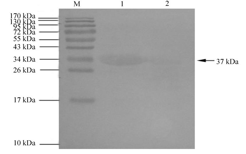 5 Ara h 2 997 4 SPSS P < 0.