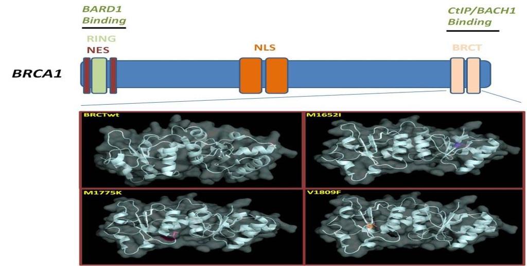 Drikos et al.