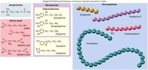 οξύ (GABA) Γλυκίνη Πεπτιδικοί διαβιβαστές