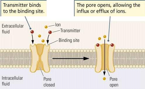 Ιοντοτρόποι Υποδοχείς: Ταχεία αλλαγή της διεγερσιμότητας της μετασυναπτικής μεμβράνης Πρόσδεση του ΝΔ στον υποδοχέα Άνοιγμα του διαύλου επιτρέπει την ποή ιόντων μέσα από τον πόρο Η εκλεκτικότητα του